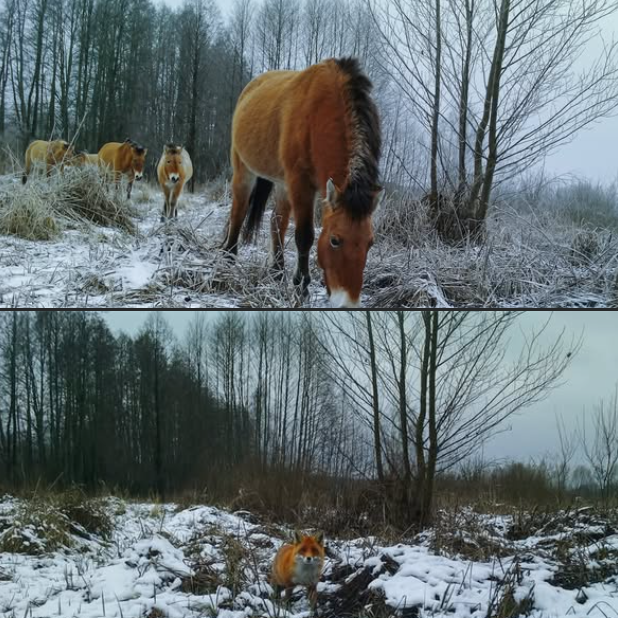 У Чорнобильському заповіднику лисиці ходять стежками коней Пржевальського: фотопастки зафіксували спільні маршрути